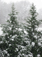 ꒰ 🎄XMAS 聖誕會員抽獎 ꒱