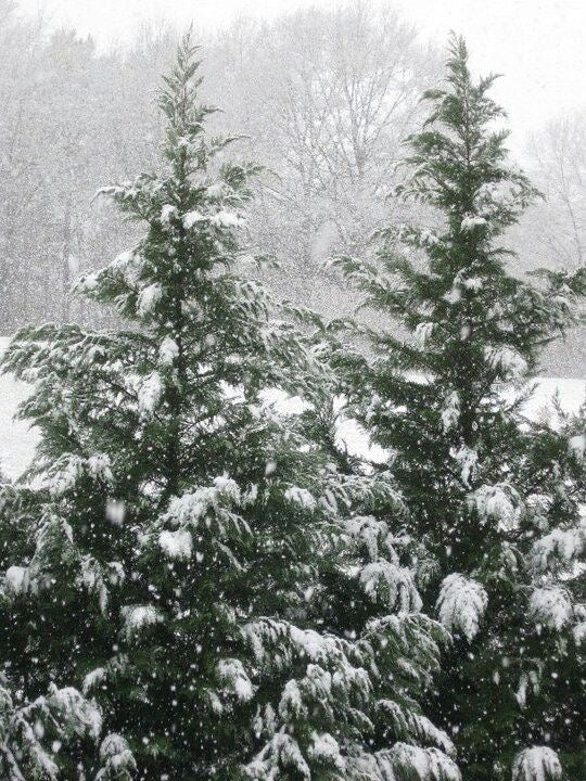 ꒰ 🎄XMAS 聖誕會員抽獎 ꒱